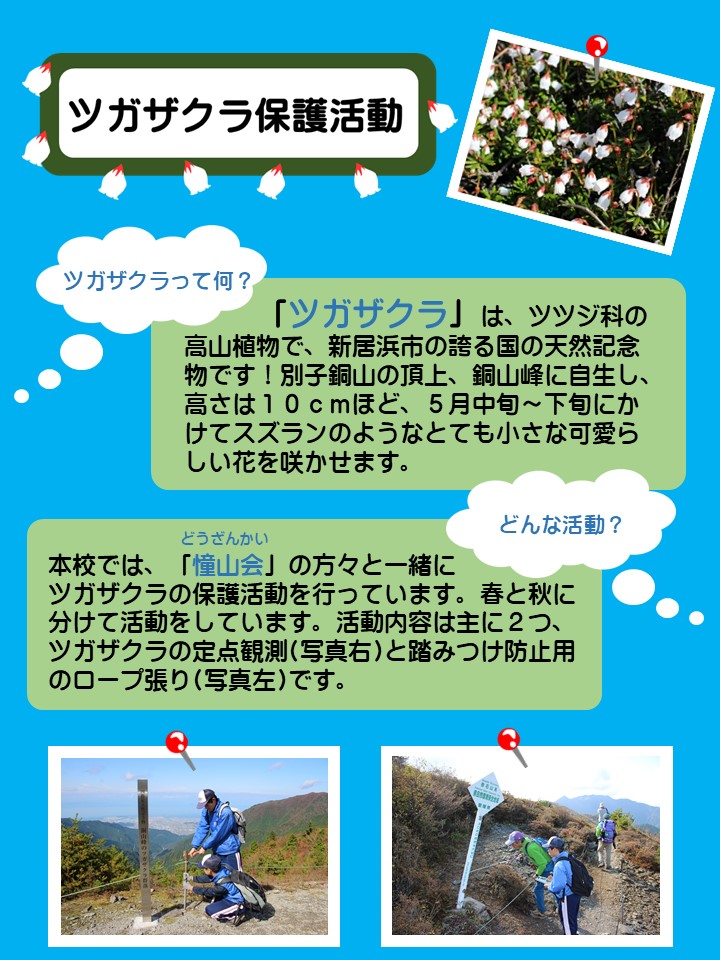 ツガザクラ保護活動