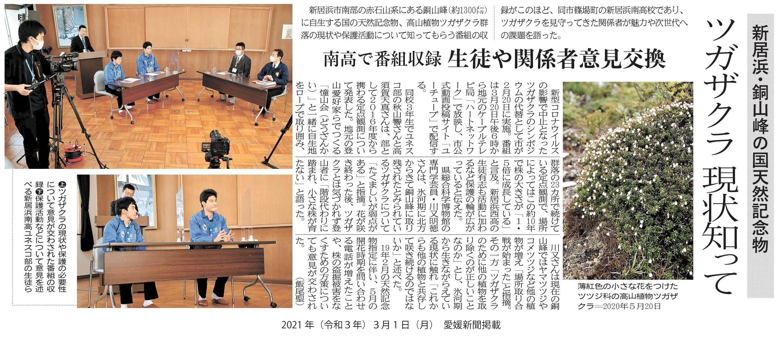 20210301 【ユネスコ部】愛媛新聞 新居浜・銅山の国天然記念物 ツガザクラ現状知って