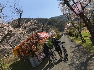 武丈公園　桜並木がきれい。