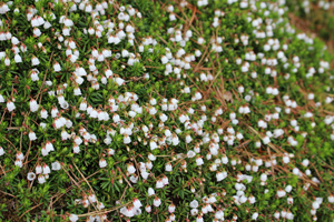 ベストタイミングで開花に出逢うことができました