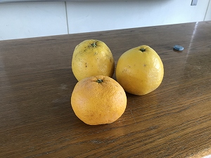 手前が甘夏。奥2つが河内晩柑 手前が甘夏。奥2つが河内晩柑